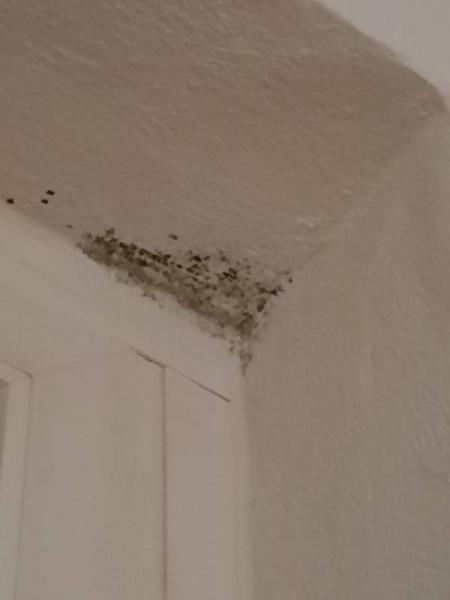 Bild zu Schimmel in Mietwohnung - Aktuelles