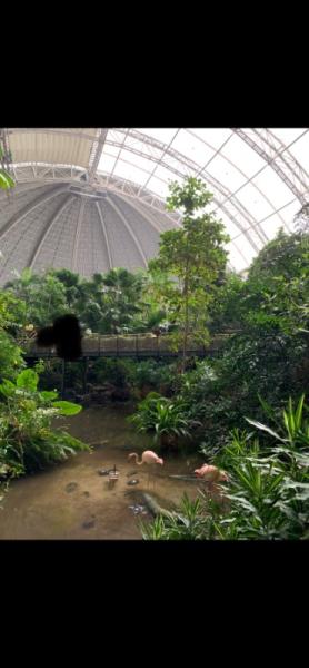 Bild zu Kurze Rückmeldung zum Tropical Island - Aktuelles