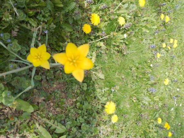 Bild zu Welche Blume? - Aktuelles