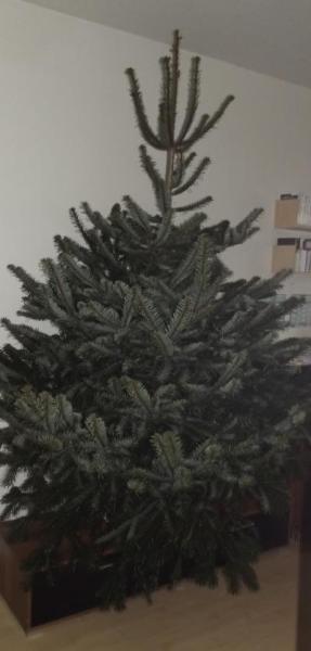 Bild zu Unser Baum - Weihnachten
