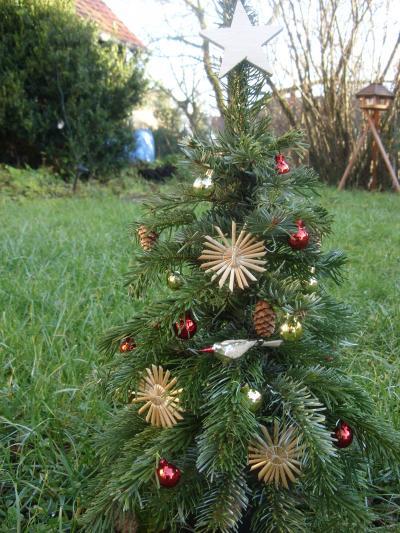 Bild zu mein Bäumchen für meine Mama,(Grab)...nun doch ohne Lichter - Weihnachten