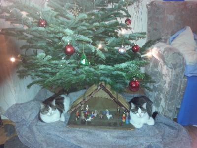 Bild zu unsere Krippe - mit echten Tieren... - Weihnachten