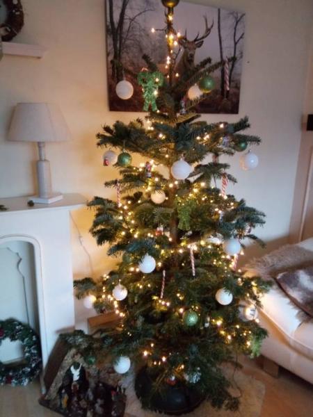 Bild zu Mein Baum steht - Weihnachten