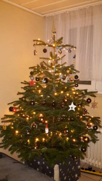 Bild zu Unser Baum steht auch - Weihnachten