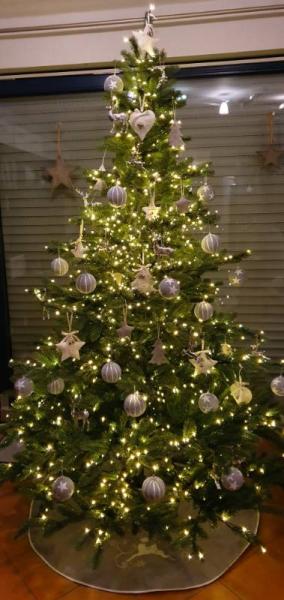 Bild zu Tannenbaum steht ! - Weihnachten