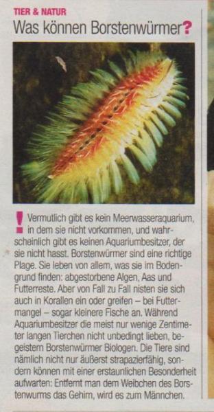 Bild zu Was haben Männer und Borstenwürmer gemeinsam? - Forum für Januar - Mamis