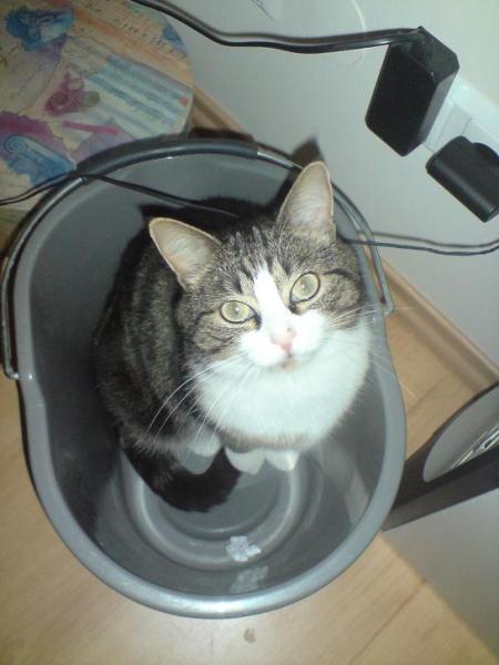 Bild zu