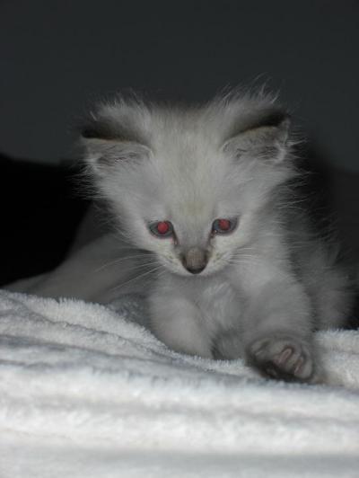 Bild zu @ Mamidanni - das is unser neues Familienmitglied :-D - Forum für Januar - Mamis