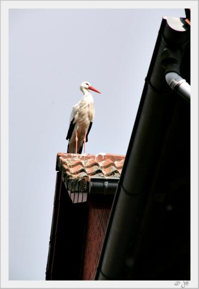 Bild zu Die Sache mit dem Storch - Forum für Januar - Mamis