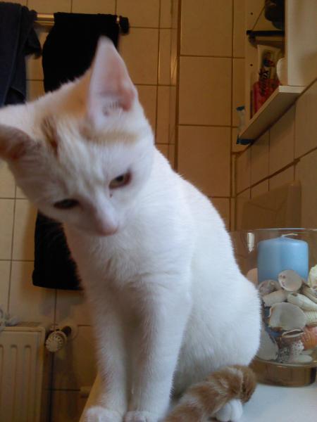 Bild zu 