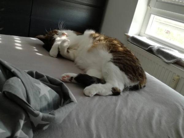 Bild zu