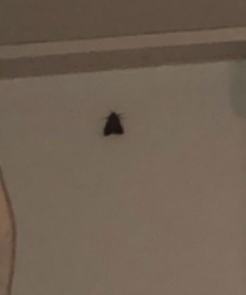 Bild zu was kann das auf dem bild für ne fliege sein? - Forum für Januar - Mamis