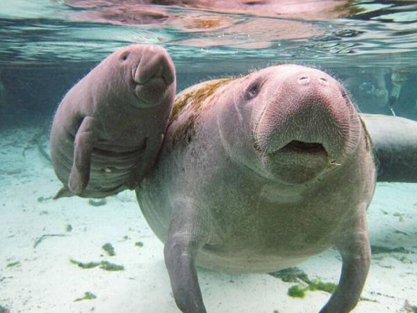 Bild zu Seekuh-Parade :-D - Forum für Januar - Mamis