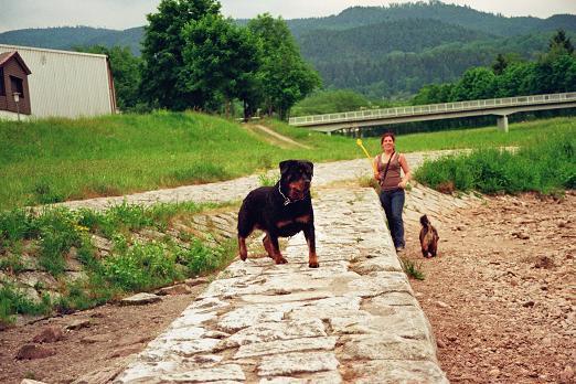 Bild zu Schock! Beim Gassi Erhängten gefunden! - Forum für Februar - Mamis