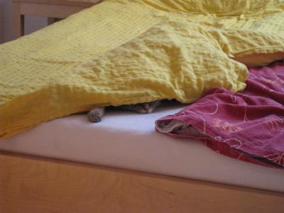 Bild zu meine verrückte Katze - Forum für Februar - Mamis