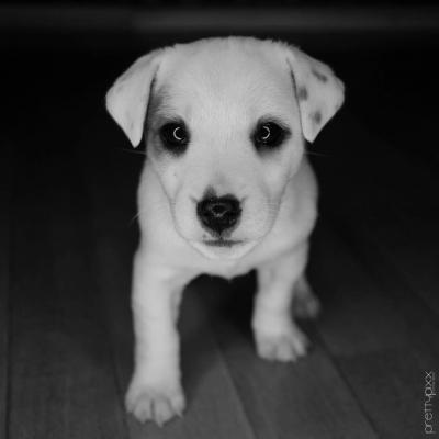 Bild zu Unser neues Familienmitglied - Forum für Februar - Mamis