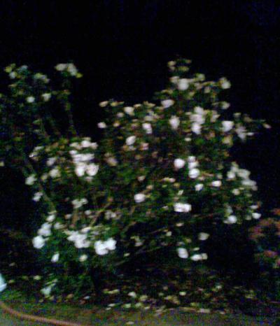 Bild zu @ Hibiskus - Forum für Februar - Mamis