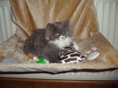 Bild zu musste gerade meine Katze ... - Forum für Februar - Mamis