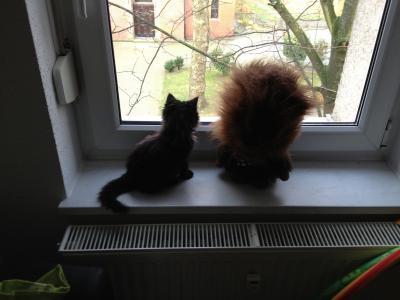 Bild zu Katzenbaby gefunden :( - Forum für Februar - Mamis