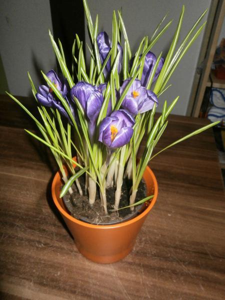 Bild zu