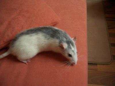 Bild zu unser ratterich gerry ist grade gestorben :-( - Forum für März - Mamis