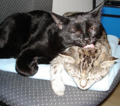Bild zu zum Katzen-Post unten - Forum für März - Mamis