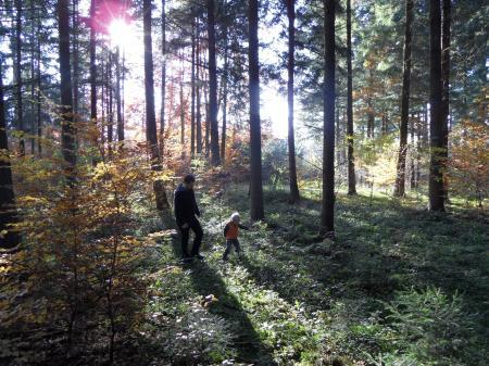 Bild zu