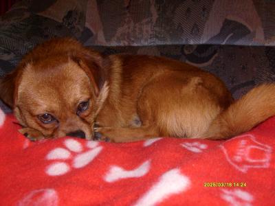 Bild zu mal unseren hundi zeigen! - Forum für April - Mamis