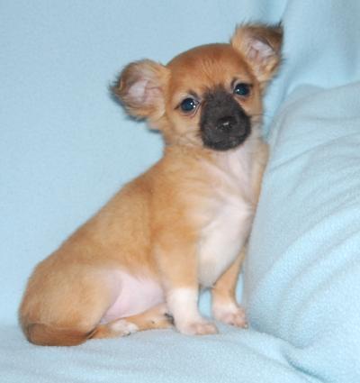 Bild zu Darf ich euch mal jemanden süßen vorstellen "stolz-bin"   sillop - Forum für April - Mamis