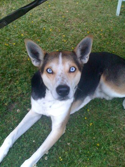 Bild zu was habt ihr für haustierchen ? - Forum für April - Mamis