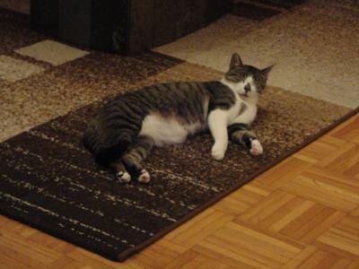 Bild zu katze - Forum für April - Mamis