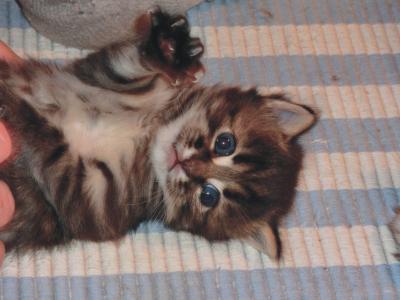 Bild zu Off Topic:  endlich Bilder unserer Kitten: - Forum für April - Mamis