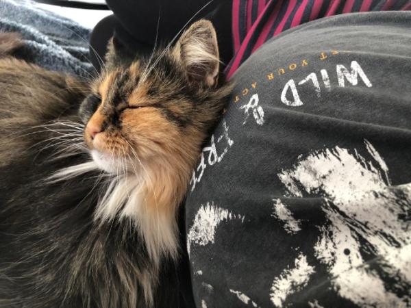 Bild zu Katzenjammer und Mäuseschreck - Forum für April - Mamis