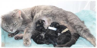 Bild zu Die ersten Forumsbabys sind geboren *gg* - Forum für Mai - Mamis