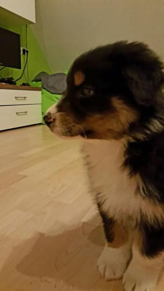 Bild zu Unser neuer Mitbewohner - Forum für Mai - Mamis