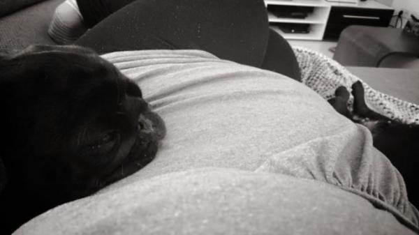 Bild zu An alle mit Hunde und Katzen :) - Forum für Mai - Mamis