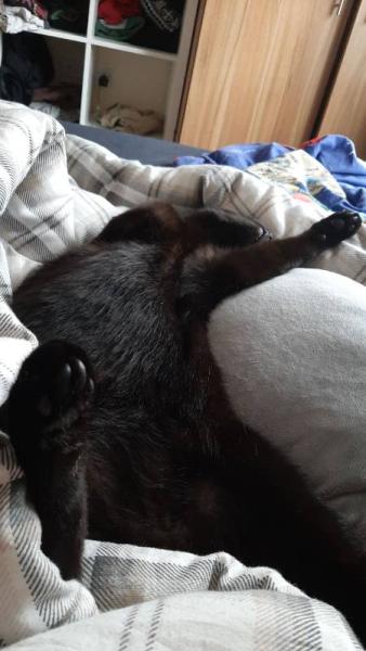 Bild zu Ich komm nicht aus dem Bett aber... - Forum für Mai - Mamis