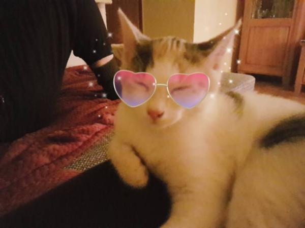 Bild zu FÄ verunsichert mich- Toxoplasmose - Forum für Mai - Mamis