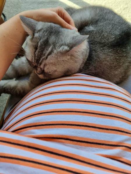 Bild zu Katzen - Forum für Mai - Mamis