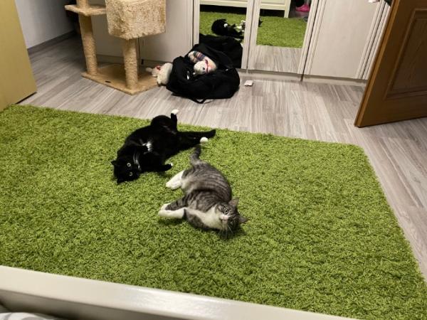 Bild zu 