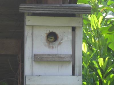 Bild zu Unser "Nachwuchs" aus dem Garten *so süß* - Forum für Juni - Mamis