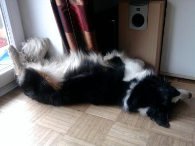 Bild zu Mein Hund! (kein ss-post!) - Forum für Juni - Mamis