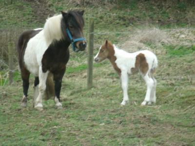 Bild zu Foto vom kleinen Fohlen ... - Forum für Juni - Mamis