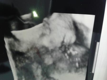 Bild zu outing und Ultraschall Bild bekommen :) - Forum für Juni - Mamis