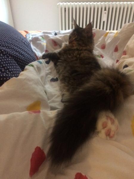 Bild zu 