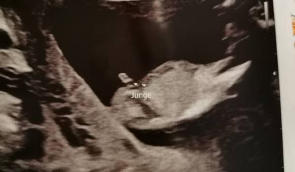 Bild zu Junge oder Nabelschnur - Forum für Juni - Mamis