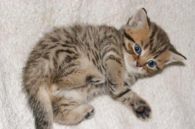 Bild zu wir bekomen nachwuchs - Forum für Juli - Mamis