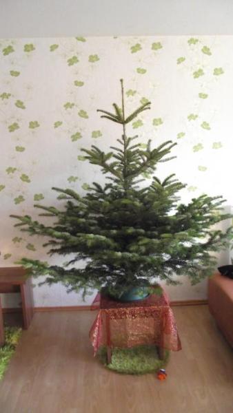 Bild zu Weihnachtsbaumkriese - Forum für Juli - Mamis