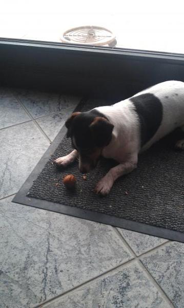 Bild zu Mein Hund... - Forum für Juli - Mamis