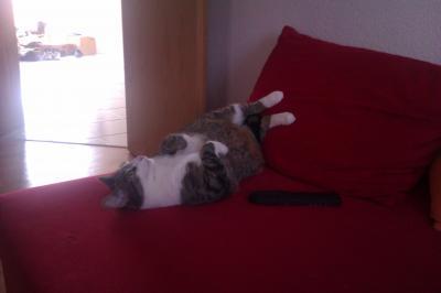 Bild zu Unser Kater - Forum für Juli - Mamis